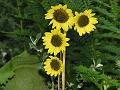 Arnica Himalayan Sunflower